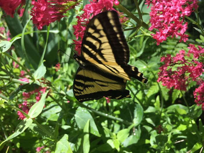 Nature Pictures On Whidbey Island That I Took