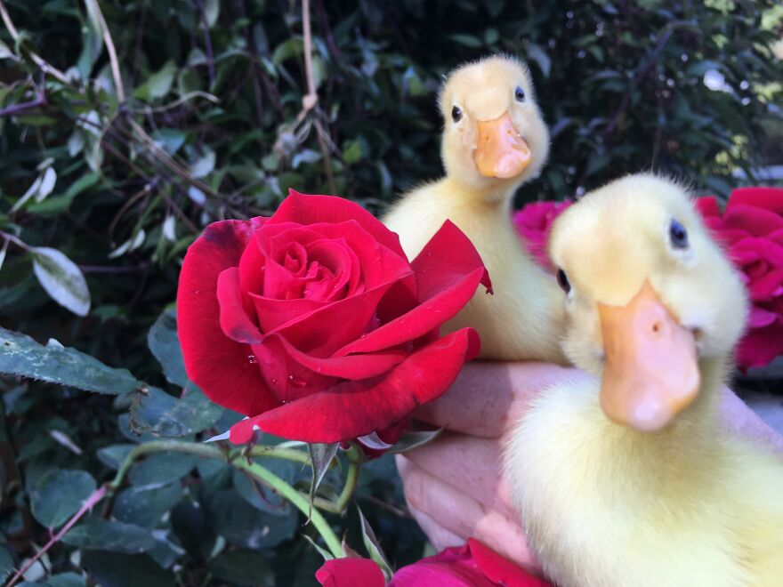 Hatching Baby Ducks