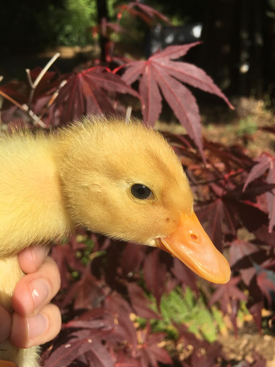 Hatching Baby Ducks