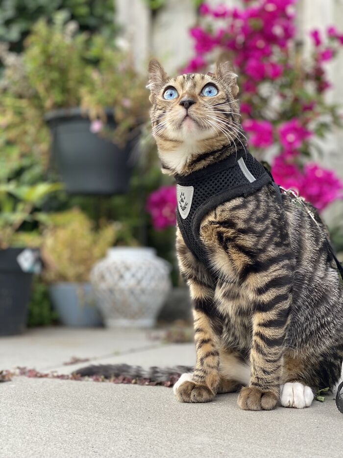 Meet Jax Our Blue-Eyed Tigrett