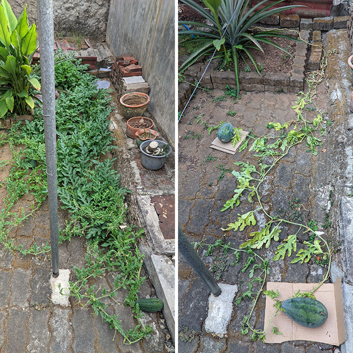 My Dad Trimmed My Watermelon Plant, To "Make The Nutrients From Roots To All Go To The Fruits", And Now It's Dying