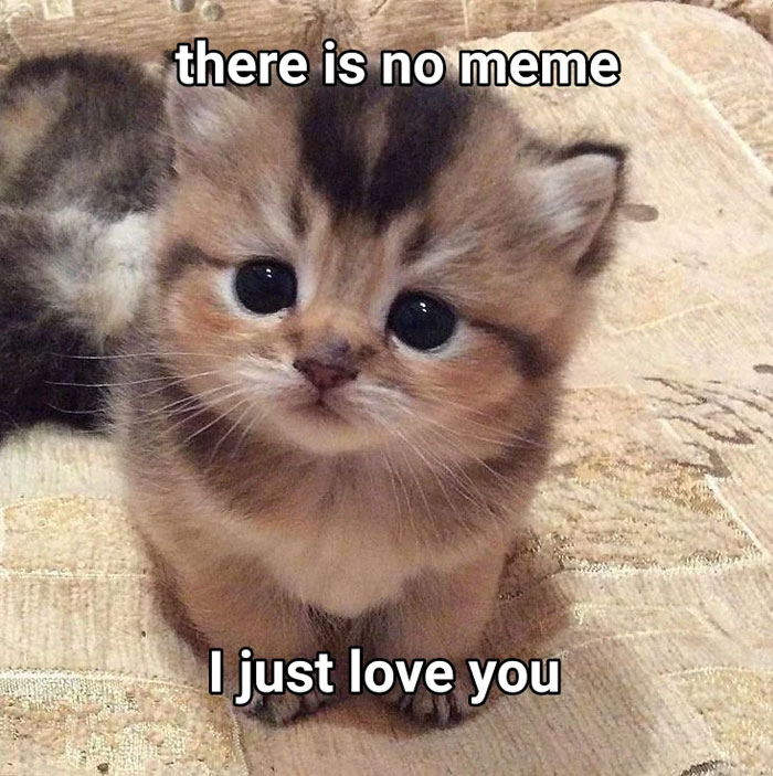 A love meme featuring a close-up of an adorable kitten with big, round eyes, sitting on a beige couch. The text above the kitten reads, "there is no meme," and below it says, "I just love you."