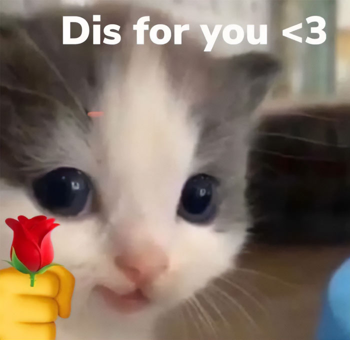  A love meme featuring a close-up of an adorable kitten with a white and grey face, looking directly at the camera. In the bottom left corner, there is an emoji of a hand holding a red rose. The text above the image reads, "Dis for you 