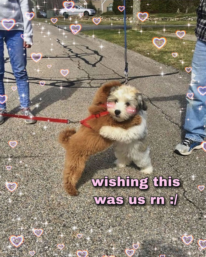 A love meme featuring two dogs hugging on a street, with one dog blushing. The background includes people holding the dogs' leashes, and the entire scene is surrounded by heart and sparkle emojis. The text on the image reads, "wishing this was us rn :/" The setting is an outdoor suburban area, creating a cute and affectionate atmosphere.