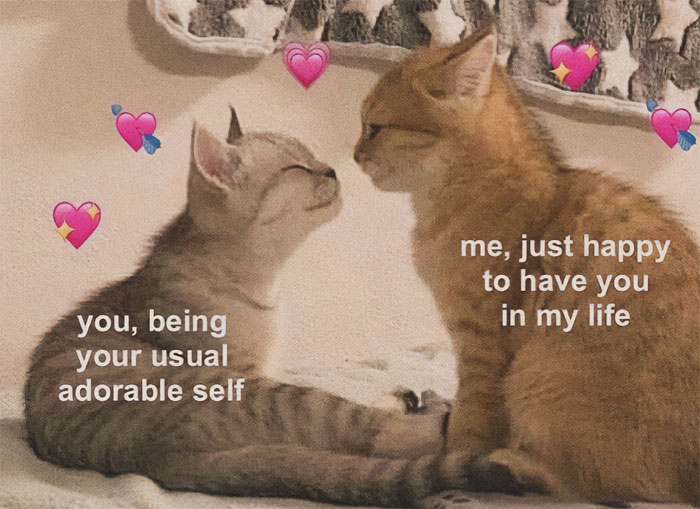 A love meme featuring two kittens sitting close to each other, looking at each other affectionately. The text above the grey kitten on the left reads, "you, being your usual adorable self." The text above the orange kitten on the right reads, "me, just happy to have you in my life." The background includes heart and sparkle emojis, adding to the cute and loving atmosphere.