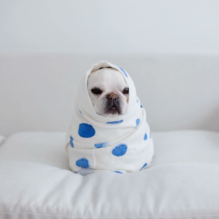 Meet This Adorable Pair Of French Bulldogs Famous For Their Burrito Look (New Pics)