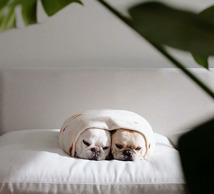 Meet This Adorable Pair Of French Bulldogs Famous For Their Burrito Look (New Pics)