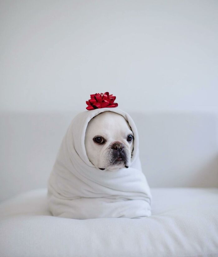 Meet This Adorable Pair Of French Bulldogs Famous For Their Burrito Look (New Pics)