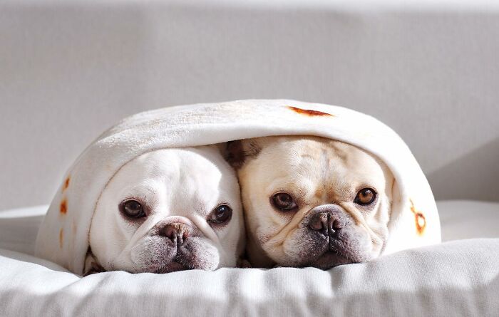 Meet This Adorable Pair Of French Bulldogs Famous For Their Burrito Look (New Pics)