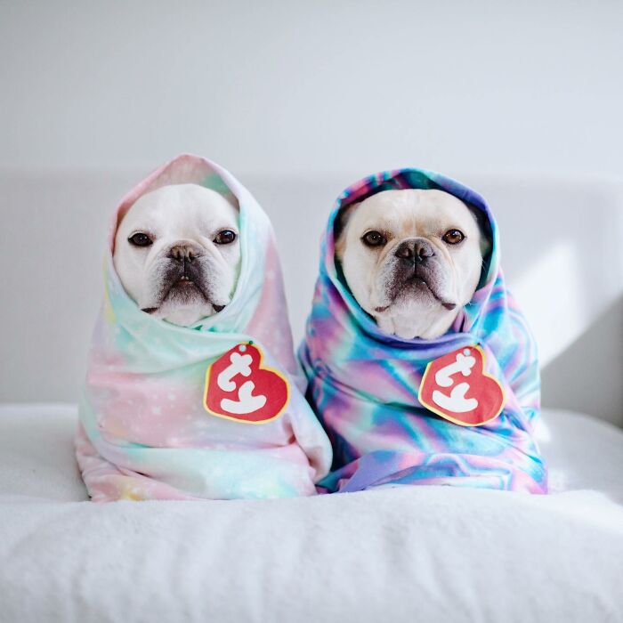 Meet This Adorable Pair Of French Bulldogs Famous For Their Burrito Look (New Pics)