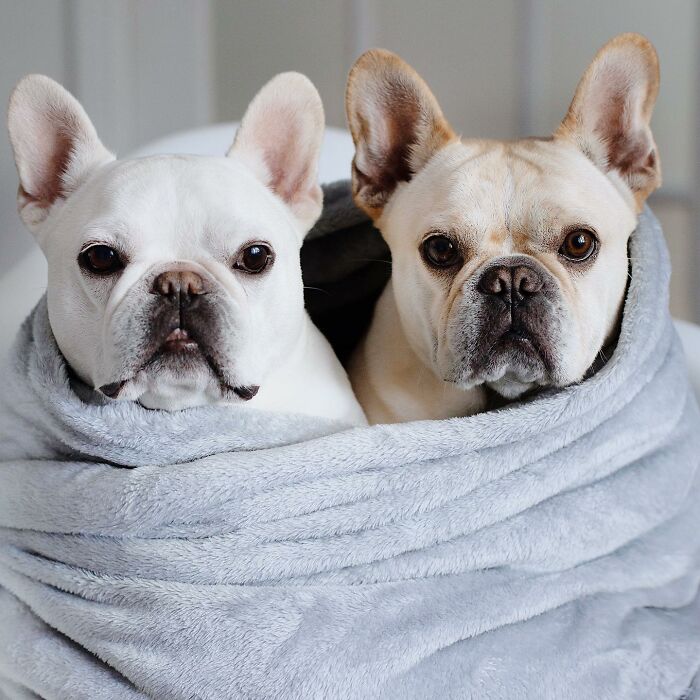 Meet This Adorable Pair Of French Bulldogs Famous For Their Burrito Look (New Pics)