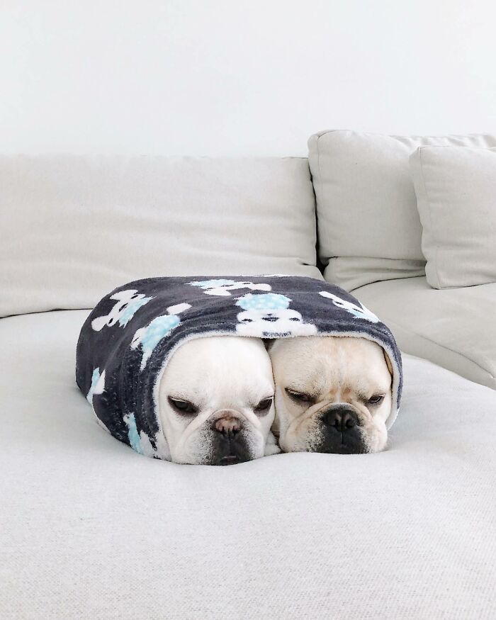 Meet This Adorable Pair Of French Bulldogs Famous For Their Burrito Look (New Pics)