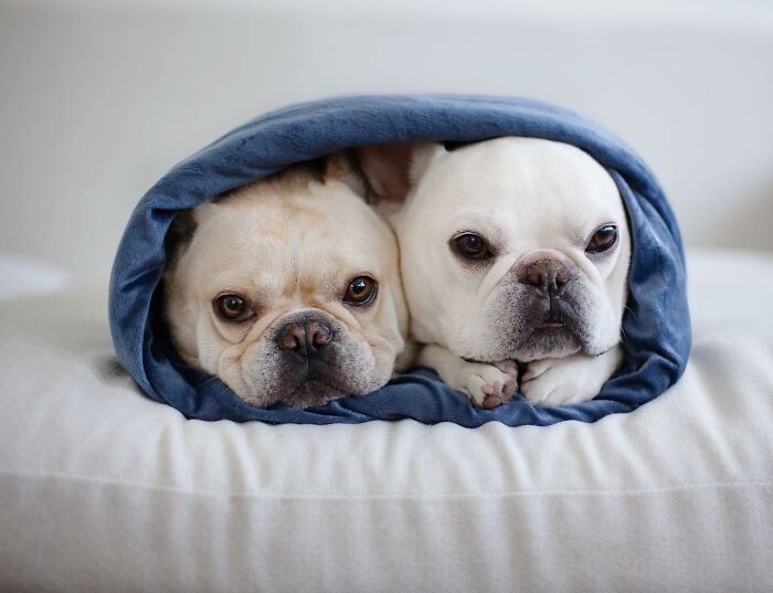 Meet This Adorable Pair Of French Bulldogs Famous For Their Burrito Look (New Pics)