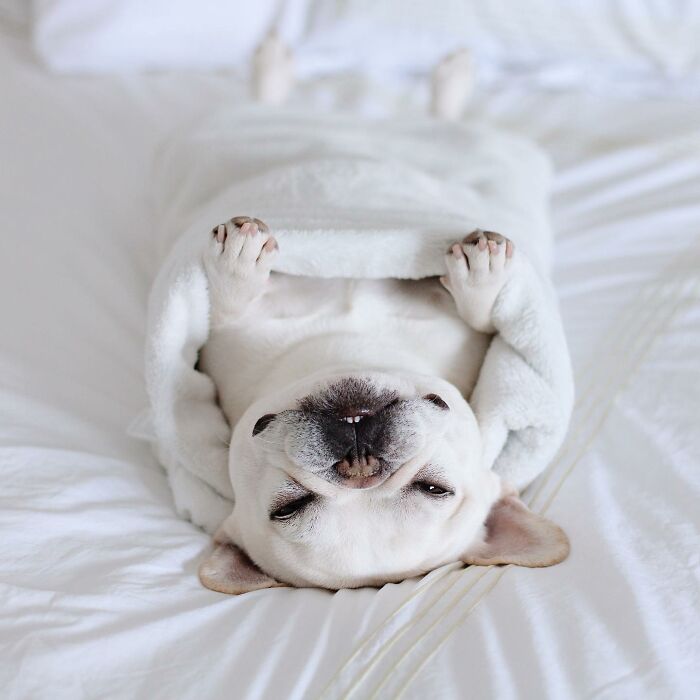 Meet This Adorable Pair Of French Bulldogs Famous For Their Burrito Look (New Pics)