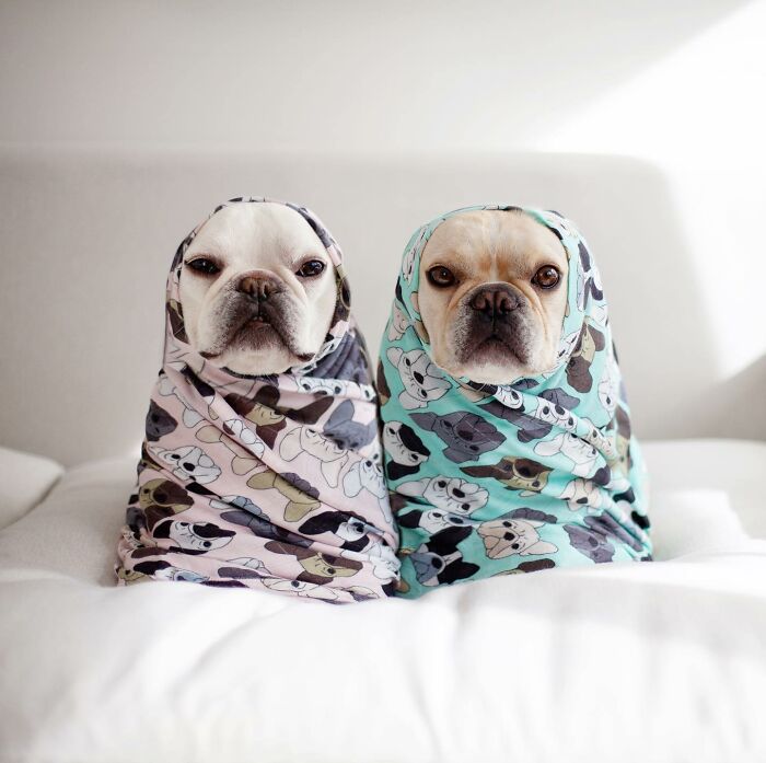 Meet This Adorable Pair Of French Bulldogs Famous For Their Burrito Look (New Pics)