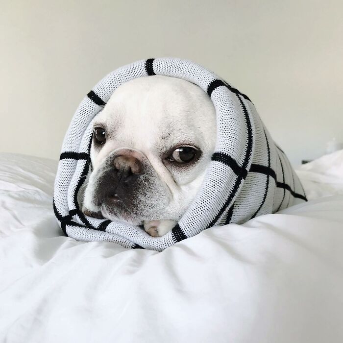 Meet This Adorable Pair Of French Bulldogs Famous For Their Burrito Look (New Pics)