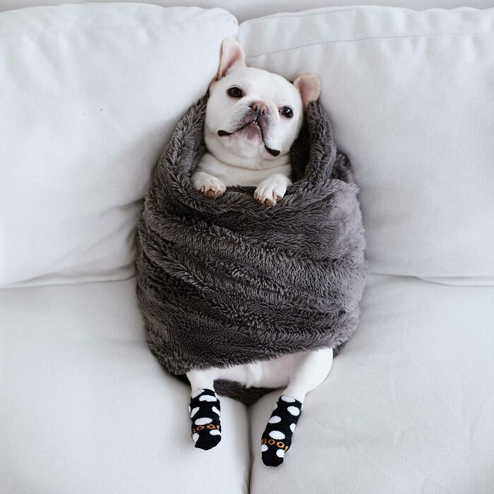 Meet This Adorable Pair Of French Bulldogs Famous For Their Burrito Look (New Pics)