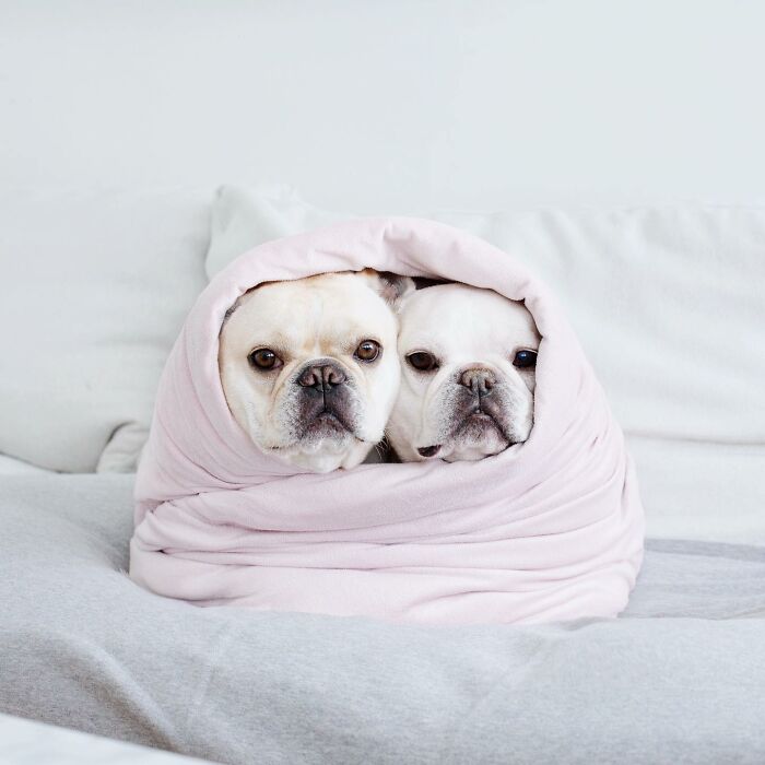 Meet This Adorable Pair Of French Bulldogs Famous For Their Burrito Look (New Pics)