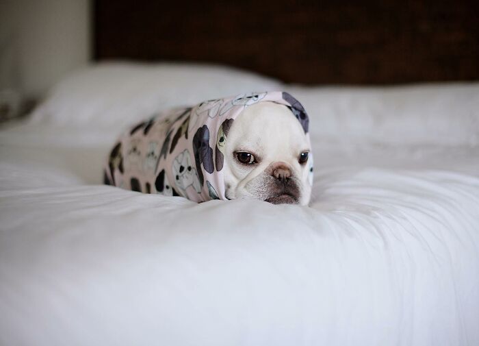 Meet This Adorable Pair Of French Bulldogs Famous For Their Burrito Look (New Pics)