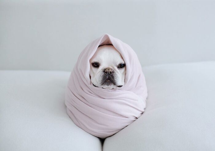 Meet This Adorable Pair Of French Bulldogs Famous For Their Burrito Look (New Pics)