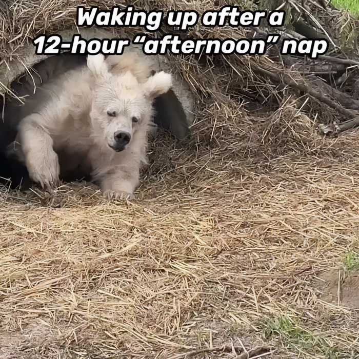 Meme of the day: The image shows a groggy polar bear emerging from a den, looking disoriented and sleepy. The text above the image reads, "Waking up after a 12-hour 'afternoon' nap," humorously depicting the bear's expression as relatable to how people feel after accidentally sleeping for an extended period during the day.