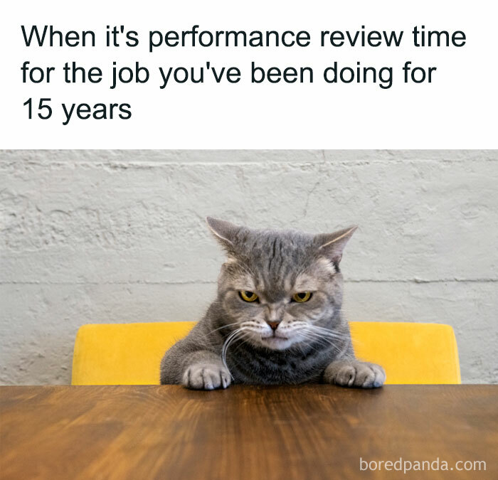 Meme of the day: The image shows a grumpy-looking cat sitting at a table with a serious expression. The text above the image reads, "When it's performance review time for the job you've been doing for 15 years." The meme humorously captures the frustration and resignation felt during performance reviews after many years in the same job.