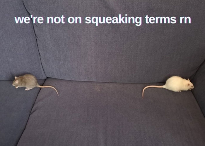 Meme of the day: The image shows two mice sitting on opposite ends of a couch, facing away from each other. The text above the image reads, "we're not on squeaking terms rn," humorously suggesting that the mice are having a disagreement and are not speaking to each other.