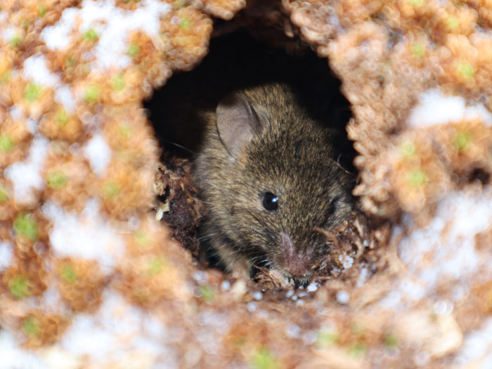 Officials Decide To Drop 600 Tons Of Pesticide On Island To Save Birds From Being Eaten Alive