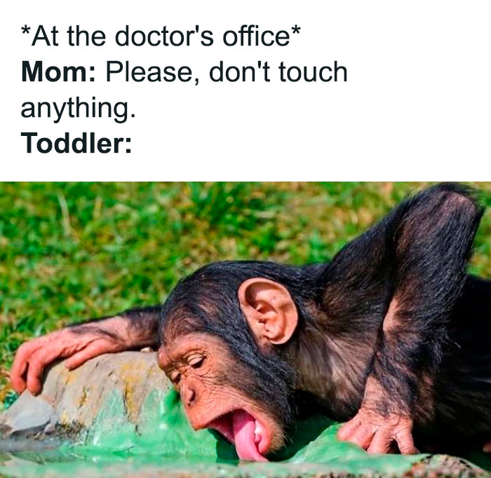 A Mom meme showing a toddler's reaction to a mom's instruction. The top text reads, "At the doctor's office Mom: Please, don't touch anything. Toddler:" Below, the image features a baby chimpanzee licking the ground, humorously illustrating the unpredictability and defiance of toddlers when asked not to touch anything.