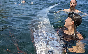 “Bad Omen”: Rare Sea Serpent Surfaces In San Diego Waters, Linked To Earthquake Legend