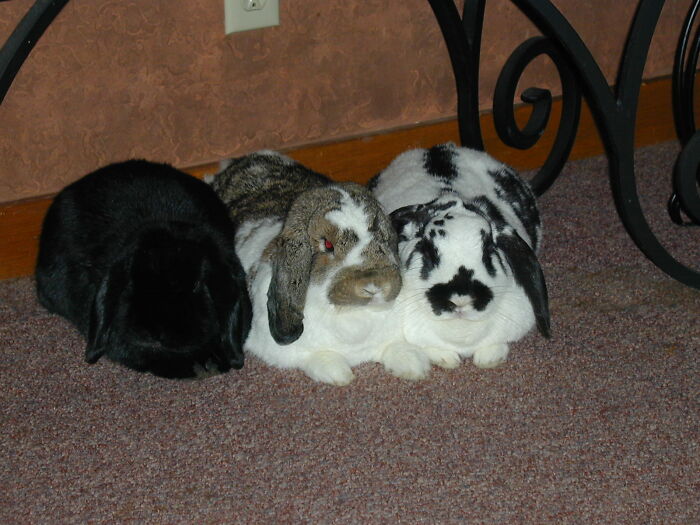 Our Buns, L-To-R, Piglet, Toad, Forrest