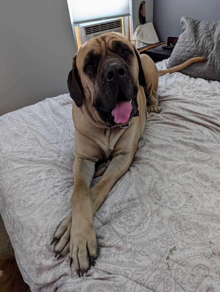 Gus Would Like To Show You "His" King Sized Bed