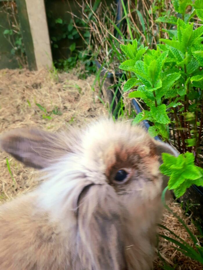 Parsley My Rabbit 8 Years Old