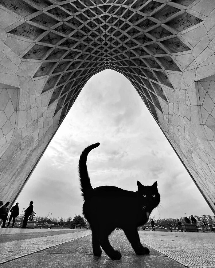 Photographer Akbar Mehrinezhad Patiently Walks The Streets Of His City Photographing Stray Cats