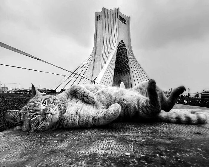 Photographer Akbar Mehrinezhad Patiently Walks The Streets Of His City Photographing Stray Cats