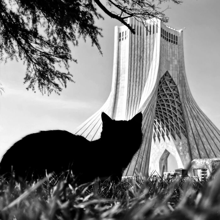 Photographer Akbar Mehrinezhad Patiently Walks The Streets Of His City Photographing Stray Cats