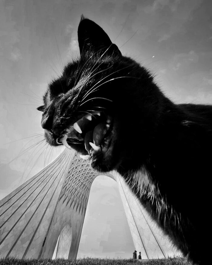 Photographer Akbar Mehrinezhad Patiently Walks The Streets Of His City Photographing Stray Cats