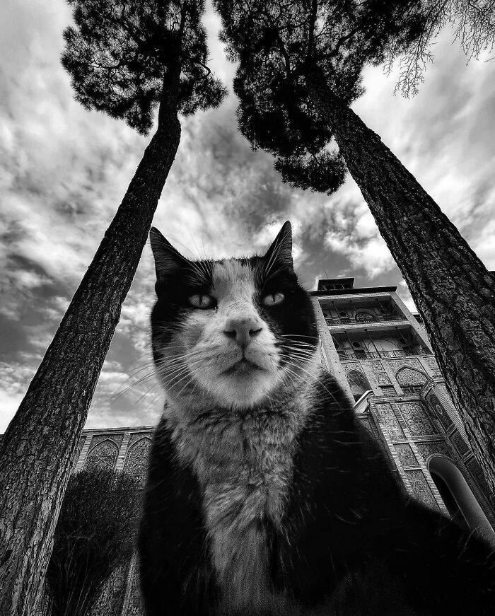 Photographer Akbar Mehrinezhad Patiently Walks The Streets Of His City Photographing Stray Cats