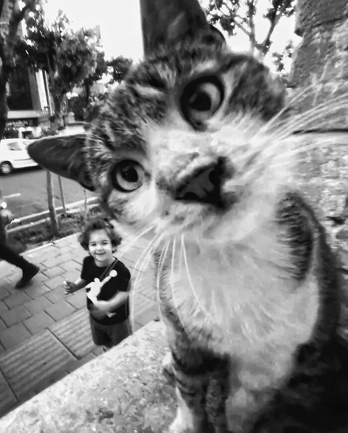 Photographer Akbar Mehrinezhad Patiently Walks The Streets Of His City Photographing Stray Cats