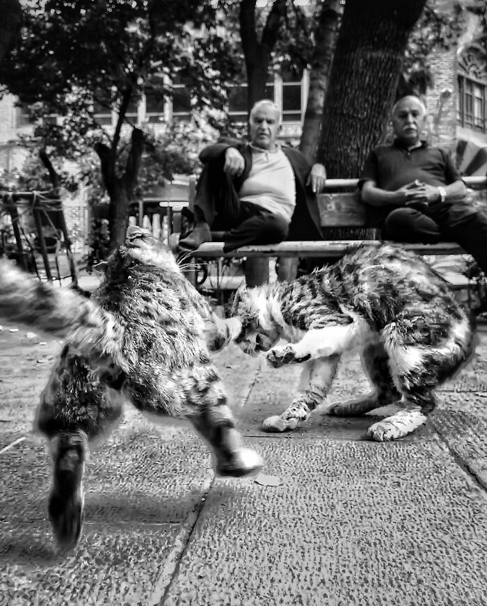 Photographer Akbar Mehrinezhad Patiently Walks The Streets Of His City Photographing Stray Cats