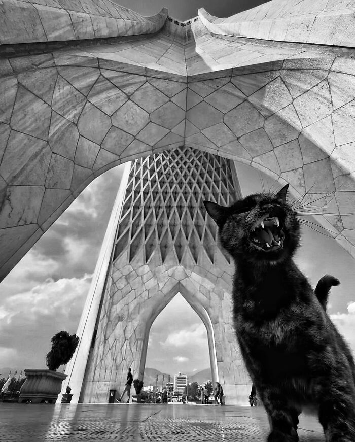 Photographer Akbar Mehrinezhad Patiently Walks The Streets Of His City Photographing Stray Cats