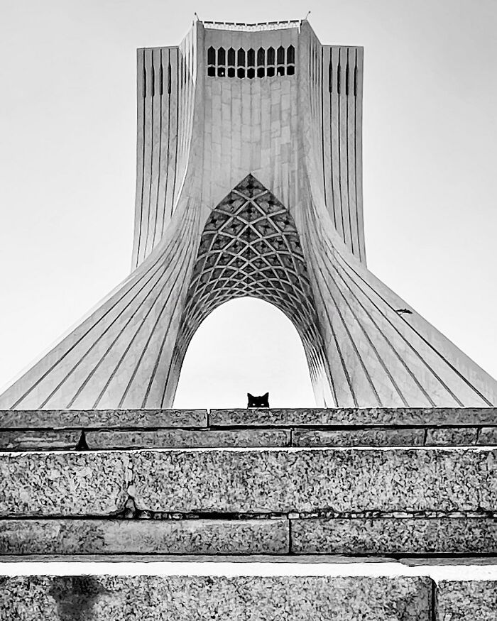 Photographer Akbar Mehrinezhad Patiently Walks The Streets Of His City Photographing Stray Cats