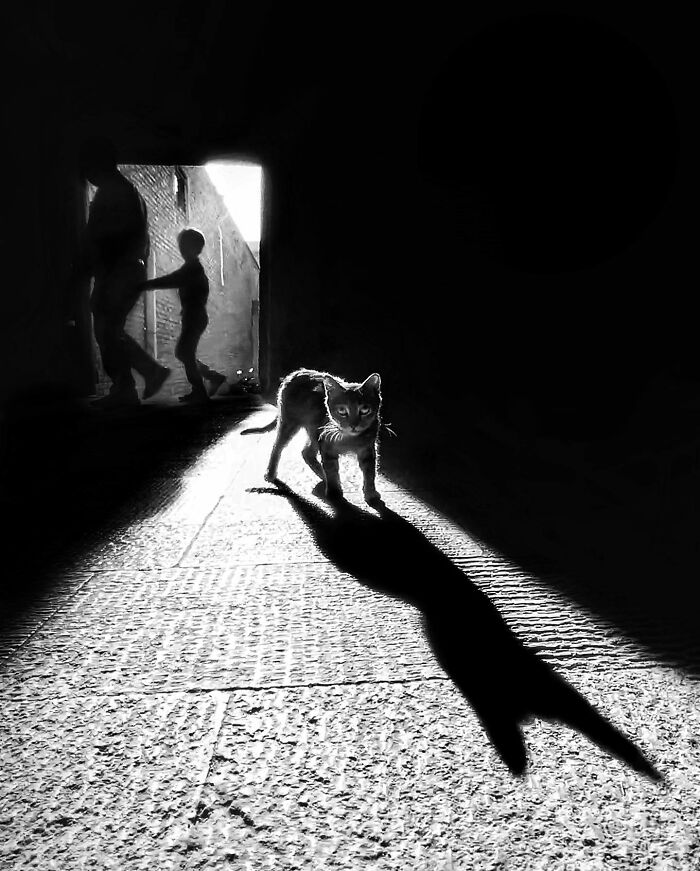 Photographer Akbar Mehrinezhad Patiently Walks The Streets Of His City Photographing Stray Cats