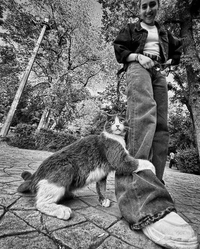 Photographer Akbar Mehrinezhad Patiently Walks The Streets Of His City Photographing Stray Cats