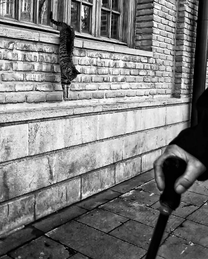 Photographer Akbar Mehrinezhad Patiently Walks The Streets Of His City Photographing Stray Cats