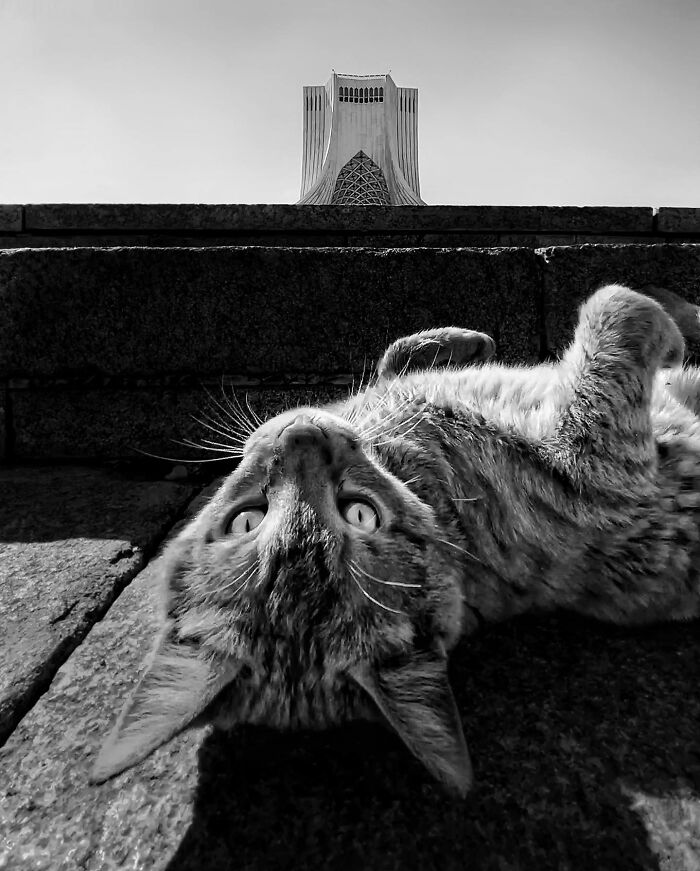 Photographer Akbar Mehrinezhad Patiently Walks The Streets Of His City Photographing Stray Cats