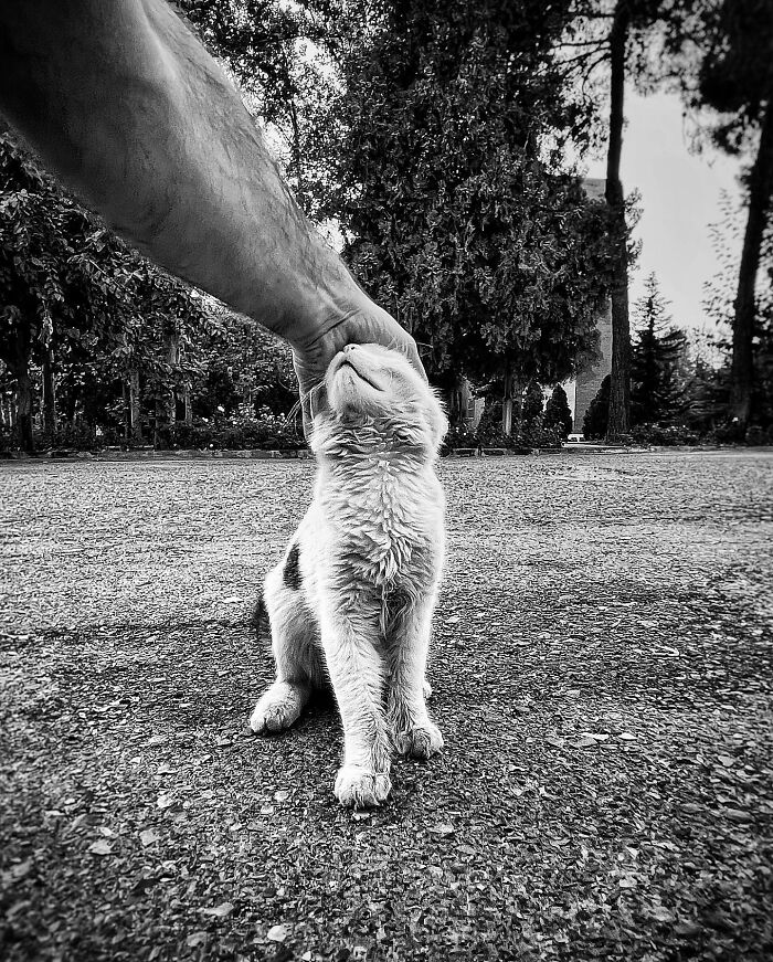 Photographer Akbar Mehrinezhad Patiently Walks The Streets Of His City Photographing Stray Cats