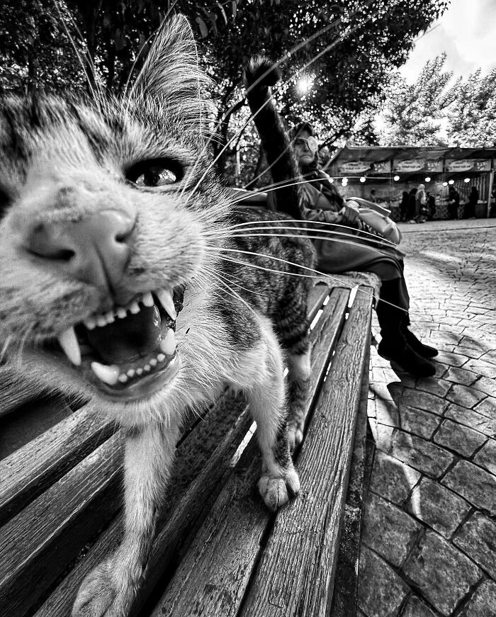 Photographer Akbar Mehrinezhad Patiently Walks The Streets Of His City Photographing Stray Cats