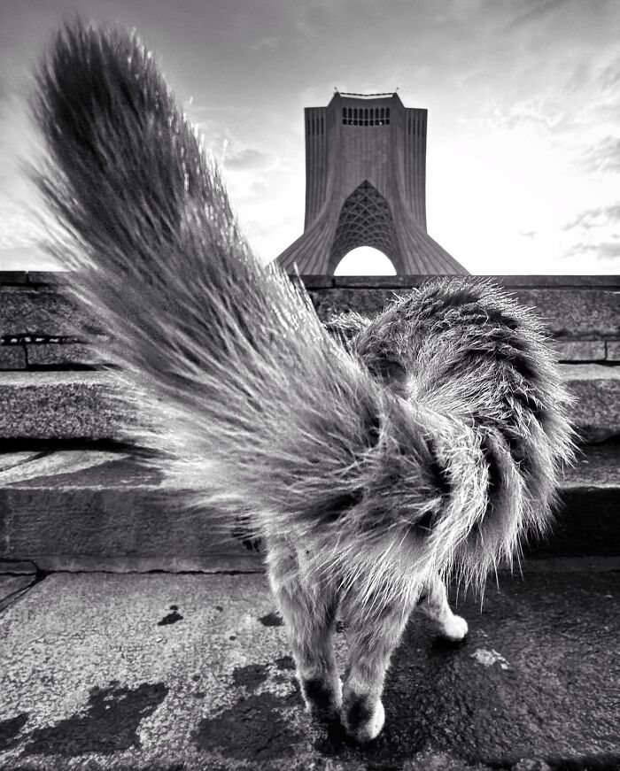 Photographer Akbar Mehrinezhad Patiently Walks The Streets Of His City Photographing Stray Cats