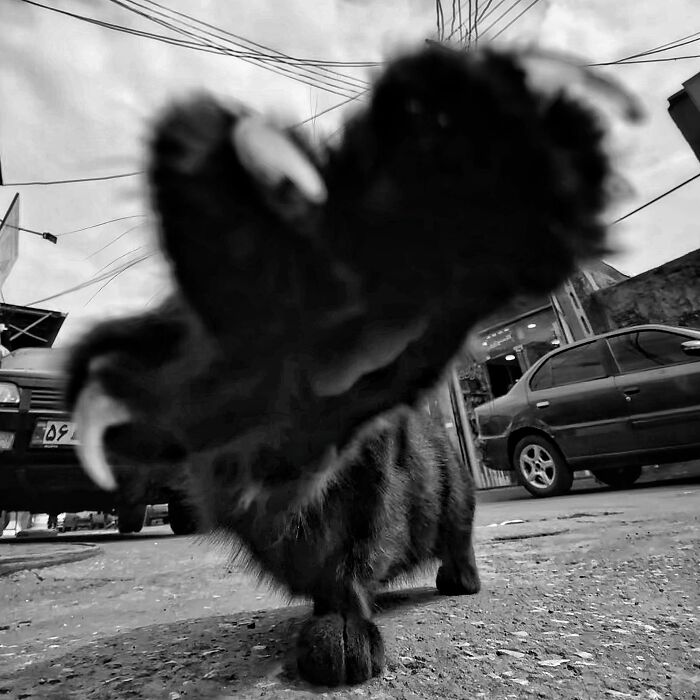 Photographer Akbar Mehrinezhad Patiently Walks The Streets Of His City Photographing Stray Cats